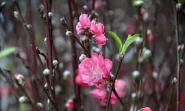 Đào Nhật Tân 'bung lụa' đón Tết sớm ở chợ hoa Hà Nội