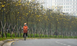 Mãn nhãn với đường hoa phong linh nở vàng đầu mùa trên đường phố Hà Nội