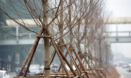 Nhìn gần hàng cây phong lá đỏ trên đường Trần Duy Hưng