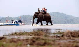 Trải nghiệm cưỡi voi tham quan hồ nước ngọt lớn nhất Tây Nguyên