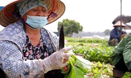 Nông dân tất bật ở vựa rau lớn nhất Hà Nội sau khi nới lỏng giãn cách