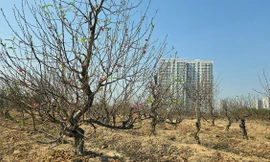 Người dân trồng đào La Cả tất bật chuẩn bị cho vụ Tết