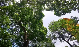 Những 'thiên đường xanh' chỉ nhìn đã thấy mát lạnh giữa ngày nắng nóng Hà Nội