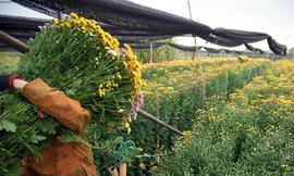 Vựa hoa lớn nhất Hà Nội tất bật thu hoạch vụ hoa quan trọng nhất năm