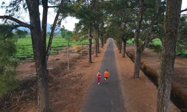 Hàng thông trăm tuổi, cầu treo, đồi chè xanh ngát trên cung đường Tiền Phong Marathon 2021