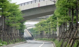 Những hàng cây xanh mướt thẳng tắp ở đầu cầu Thanh Trì