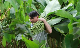 Những ngày bận rộn nhất trong năm của làng lá dong Tràng Cát