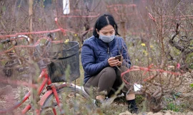 Nông dân trồng đào Hải Dương 'điêu đứng' vì nguy cơ lỗ nặng