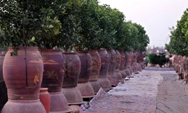 Người dân làng Tứ Liên tất bật trồng mới quất cảnh sau Tết