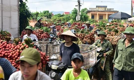 Chôn chân dưới trời nắng tại thủ phủ vải thiều Bắc Giang