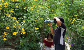 Trải nghiệm cảm giác ở rừng hoa dã quỳ vàng rực giữa lòng Thủ đô