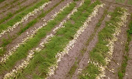 Cận cảnh hàng tấn củ cải nông dân Hà Nội vứt bỏ trắng đồng