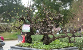 Chiêm ngưỡng những cây đào truyền thống ở Hà Nội lần đầu tiên 'dự thi sắc đẹp'
