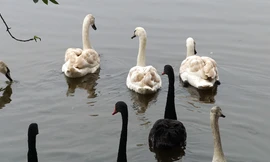 Nhìn gần bầy thiên nga trăm triệu thả thử nghiệm ở hồ Gươm