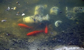 Cá chép vàng bị 'vây' bởi bát hương, lọ hoa sau khi được thả ngày ông Công ông Táo