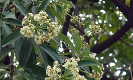 Hoa sữa, hoa phượng cùng bằng lăng nở rộ đường phố Hà Nội