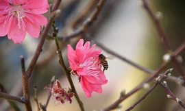 Đào cổ thụ Nhật Tân lên chậu sẵn sàng đón Tết 