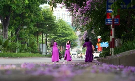 Xao xuyến sắc hoa bằng lăng 'nhuộm tím' đường phố Hà Nội 