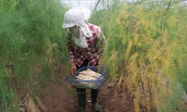 Thu nhập tiền triệu mỗi ngày nhờ trồng măng tây công nghệ cao