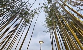 7.500 cây trúc bên hồ Trúc Bạch phát triển ra sao sau hơn nửa năm được trồng?