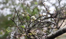 Mận rừng Mộc Châu khiến khách thủ đô rút bạc triệu sắm chơi Tết