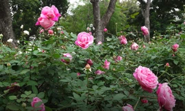 Mãn nhãn với hàng nghìn gốc hoa hồng tại Công viên Thống Nhất nở rộ