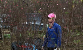 Đào nở sớm, nông dân thấp thỏm chờ Tết Kỷ Hợi