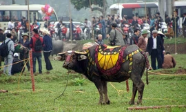 Chiêm ngưỡng trâu 'làm người mẫu' tại lễ Tịch Điền