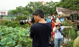 Ăn theo mùa sen Hồ Tây, kiếm tiền triệu mỗi ngày