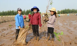 Thanh niên chung tay trồng hơn 8 nghìn cây phục hồi rừng ngập mặn giữ biển