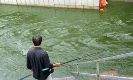 Nước sông Tô Lịch trong veo sau bão, cần thủ thỏa sức buông câu bắt cá