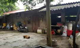 Căn nhà trọ của gia đình cháu Nguyên, phía trước là 1 trong những chú chó của bà An.