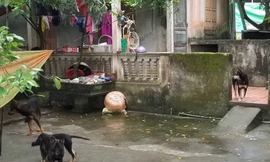 4 trong số những con chó đã cắn cháu bé tử vong.