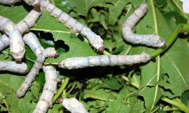 Tới 90% giống tằm lưỡng hệ kén trắng Việt Nam nhập từ Trung Quốc nhưng hiện bị tắc vì dịch Covid-19.