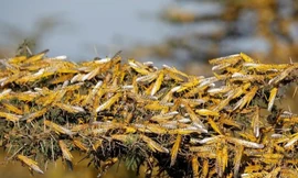 Bộ NN&PTNT báo cáo Thủ tướng về phương án dùng máy bay phun thuốc trừ châu châu sa mạc