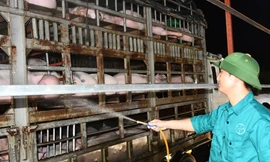 Vừa cho nhập lợn sống từ Thái Lan, phải 'hỏa tốc' ngăn lợn nhập lậu từ Lào, Campuchia 