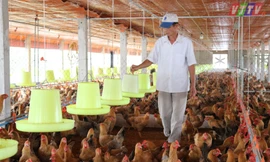Bộ NN&PTNT cảnh báo nguy cơ lân lan dịch cúm gia cầm trong thời gian tới ở mức cao