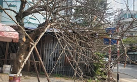 GS TS Trần Văn Chứ, Hiệu trưởng Trường Đại học Lâm nghiệp cho biết, về chủ trương cấp chặt đào rừng và các cây rừng dịp Tết của Thủ tướng được giới khoa học rất ủng hộ.