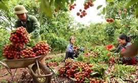 Cục BVTV cho rằng, đề xuất “tạm thời ủy quyền cho các tổ chức giám định độc lập" tham gia vào quá trình giám sát vải thiều xuất khẩu sang Nhật Bản đã gây hiểu lầm, trái thông lệ quốc tế