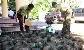 Tổng cục Lâm nghiệp đề nghị các địa phương kiểm soát chặt các cửa khẩu, đường mòn, lối mở, không để động vật hoang dã nhập lậu vào Việt Nam. 