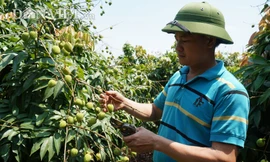 Bắc Giang đã lên các kịch bản tiêu thụ vải tươi trong năm 2020