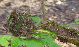 Từng đàn châu chấu di chuyển từ Trung Quốc đã xâm nhập vào khu vực Mường Nhé, Điện Biên