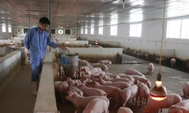 Nhiều cơ sở nhờ làm tốt khâu chăn nuôi an toàn sinh học, đàn lợn vẫn khỏe mạnh bình thường.