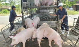 Việt Nam cho phép nhập khẩu lợn sống từ Thái Lan từ ngày 12/6
