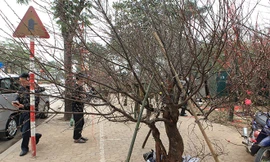 Thủ tướng nghiêm cấm chặt đào rừng chơi Tết