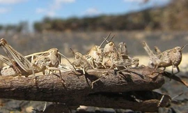 FAO đánh giá châu châu sa mạc đang gây tình trạng tồi tệ nhất với cây trồng ở vùng Đông Phi trong 25 năm qua (Nguồn: BBC)