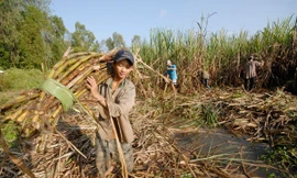 Đường giá rẻ, nhập lậu từ Thái Lan về ồ ạt khiến ngành đường trong nước teo tóp, diện tích mía giảm mạnh, nhiều nhà máy đường phải đóng cửa.