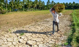 Nguồn nước mùa khô năm 2020-2021 về vùng Đồng bằng sông Cửu Long (ĐBSCL) thấp hơn so với trung bình 10 năm gần đây.