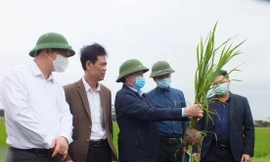 Lãnh Bộ NN&PTNT kiểm tra lúa Đông Xuân ở các tỉnh phía Bắc