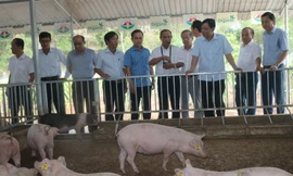 Bộ trưởng NN&PTNT Nguyễn Xuân Cường trong một lần đi khảo sát trang trại chăn nuôi của Tập đoàn Quế Lâm